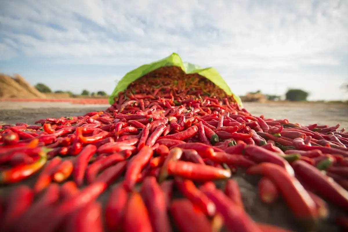 Close-up of fresh red chilli peppers spilling from a sack onto the drying yard, the core commodity of Kunri's spice trade