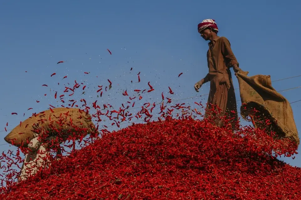 Workers in traditional headgear tossing dried red chilli from jute sacks onto a huge mound against a blue sky in Kunri, Sindh