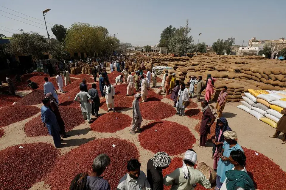 Workers and traders piling mounds of red chilli beside stacked sacks at Kunri Mirch Mandi, District Umerkot, Sindh, Pakistan