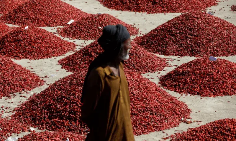 Reddish heaps of dried red chilli spread for sun-drying in the Kunri spice market while a worker in traditional headgear walks past