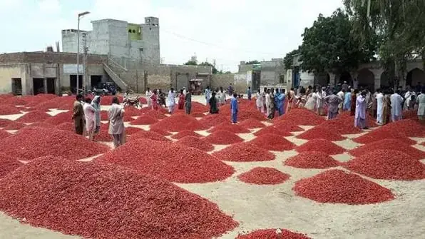 Growers, workers and commission agents gathered around chilli piles in the Kunri mandi yard during a spice trading auction