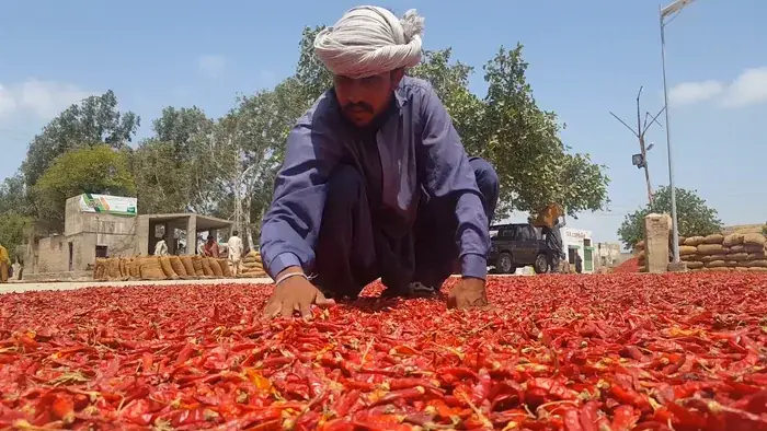 A worker in traditional Sindhi attire carefully spreading red chillies to dry under the sun at Kunri Mirch Mandi